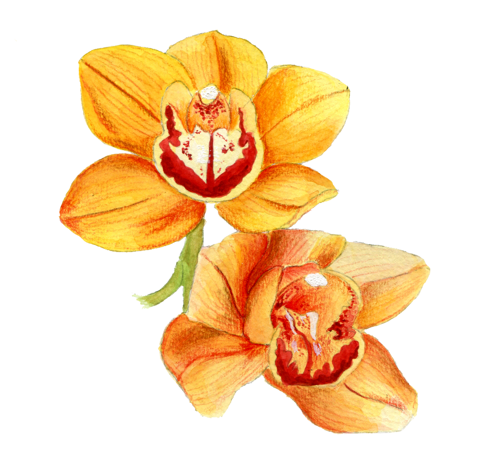 Orquidea_Ecu