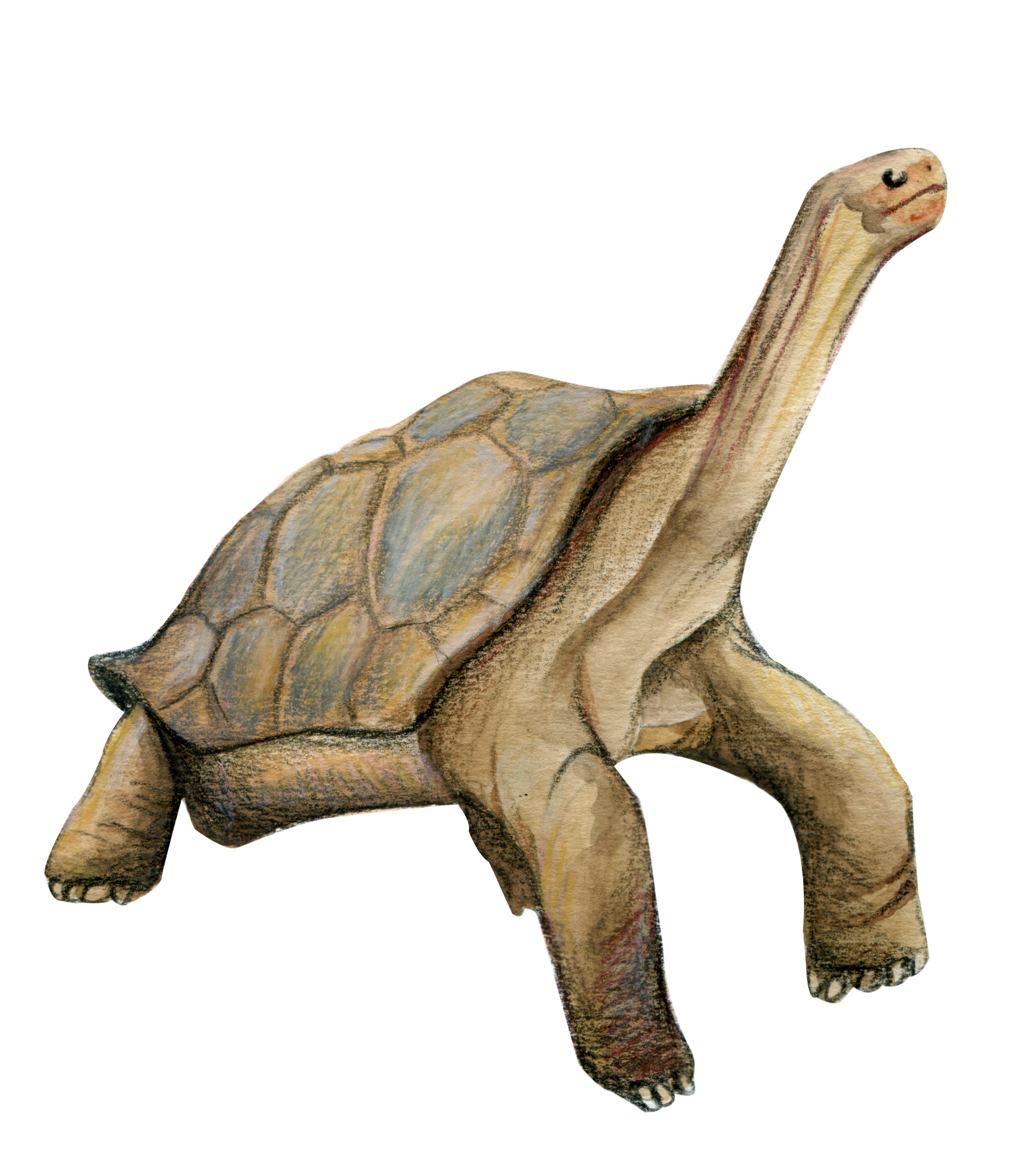 tortuga-web